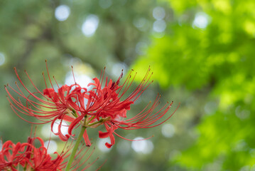 緑の公園で映える真っ赤な彼岸花