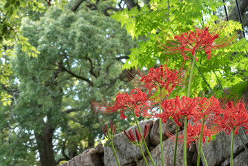 緑の公園で映える真っ赤な彼岸花