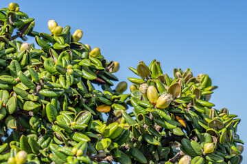 Metrosideros polymorpha, the ʻōhiʻa lehua, flowering evergreen tree in the myrtle family, Myrtaceae. Moanalua Valley & Moanalua Ridge Trail to the Haiku Stairs (Stairway To Heaven), Honolulu, Oahu
