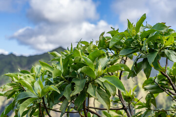 Scaevola gaudichaudiana, the mountain naupaka, is a perennial shrub in the family Goodeniaceae. Moanalua Valley & Moanalua Ridge Trail to the Haiku Stairs (Stairway To Heaven), Honolulu, Oahu, Hawaii.