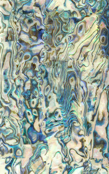 Macro photo of multicolored cockleshell texture background