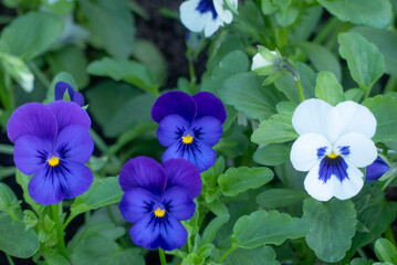 公園の花壇に美しく咲くビオラ