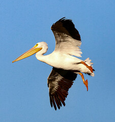 Obraz premium American White Pelican in Flight 