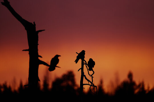 a flock of crows sitting on a dead tree agains a gradient sunset