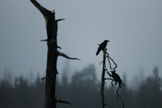 a flock of crows sitting on a dead tree agains a gradient sunset