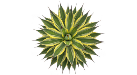 Vibrant Variegated Agave Succulent Rosette On Black Background