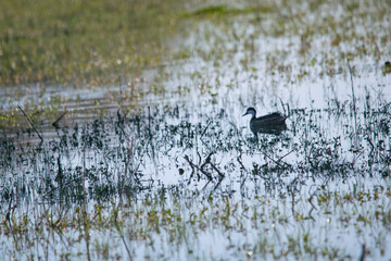 Silver teal silhouette  on the flooded field