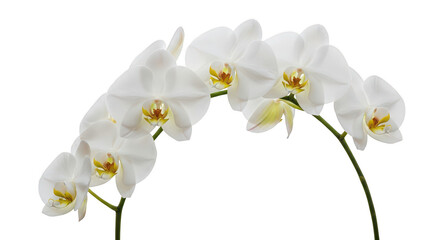 Obraz premium Elegant White Phalaenopsis Orchid Branch On Black Background
