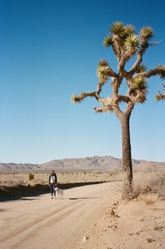 dog walk