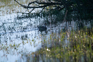 Silver teal on the flooded pasture fields