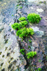 View of transparent forked moss growing on bark of tree