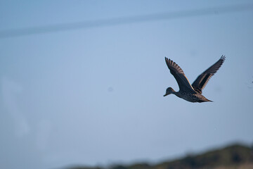 Silver teal flying on the flooded field
