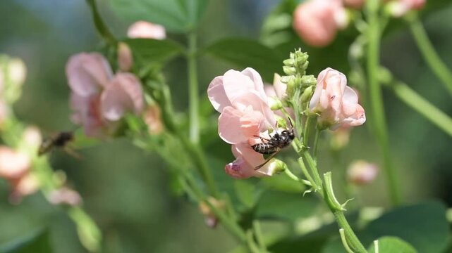 Dark coloured European paper wasp cleaning it's face after feeding on and pollinating pink runner bean vegetable flowers