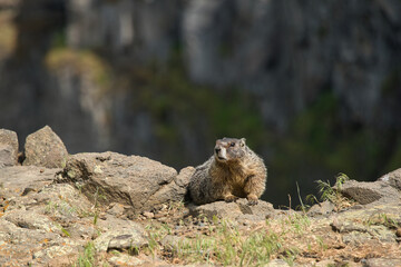 Marmots at Falls