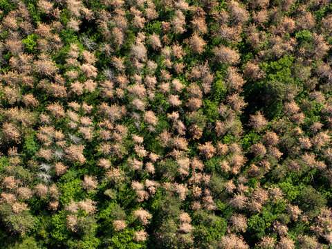 Dying forests due to drought and invasive pests