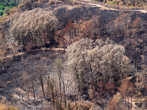 Forest Area Affected by Fire Shows Remnants of Nature Resilience