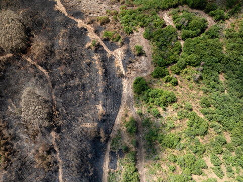 Wildfire area meets spared forest