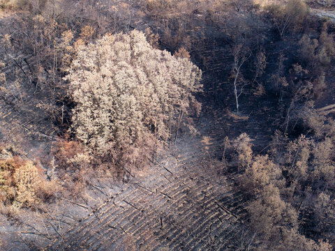 Forest Area Affected by Fire Shows Remnants of Nature Resilience