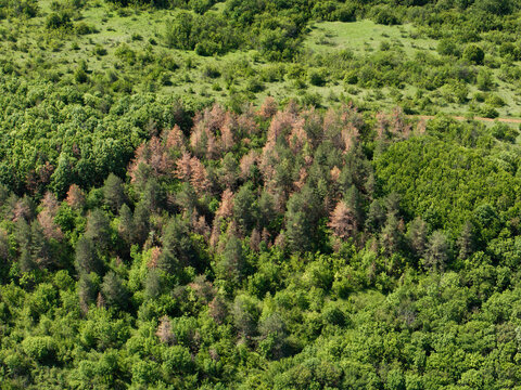 Dying forests due to drought and invasive pests