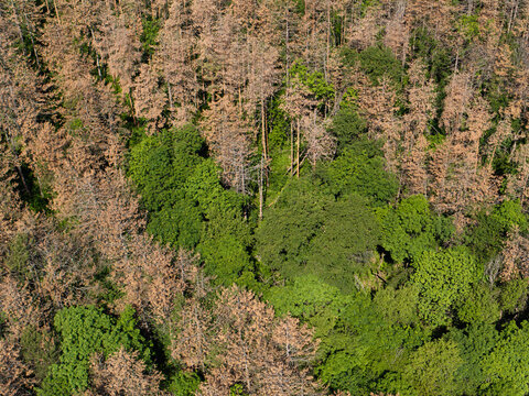 Dying forests due to drought and invasive pests