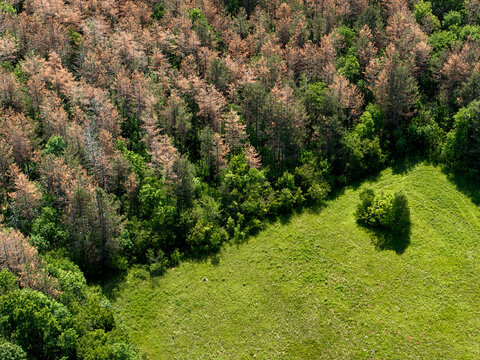 Dying forests due to drought and invasive pests