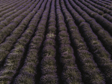 Lavender field from above

