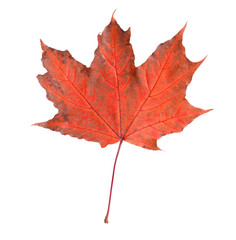 Bright red leaf isolated on white. Autumn season