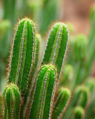 Close-up of Green Cactus Spines
