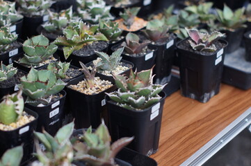 屋店の多肉植物