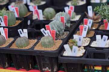 屋店の多肉植物