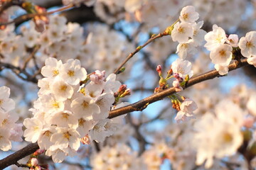 植物　夕方　花　風景