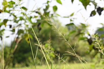 Sporobolus pyramidalis grass. It is a species of grass native to Africa and Yemen. but it is one of the two species of giant rats tail grasses.