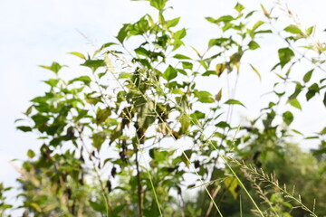 Sporobolus pyramidalis grass. It is a species of grass native to Africa and Yemen. but it is one of the two species of giant rats tail grasses.