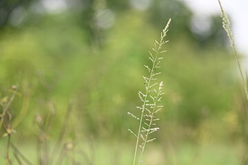 Sporobolus pyramidalis grass. It is a species of grass native to Africa and Yemen. but it is one of the two species of giant rats tail grasses.