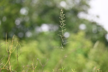 Sporobolus pyramidalis grass. It is a species of grass native to Africa and Yemen. but it is one of the two species of giant rats tail grasses.
