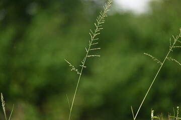 Sporobolus pyramidalis grass. It is a species of grass native to Africa and Yemen. but it is one of the two species of giant rats tail grasses.
