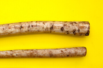 Fresh burdock roots or gobo roots