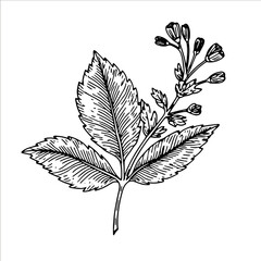 Hand drawn doodle sketch bitter leaf, herb or plant with small flower. Botanical healthy food and medicine concept. Vector illustration