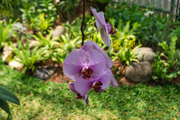 Purple Phalaenopsis amabilis orchid flower