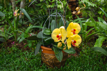 Bright yellow orchid flowers