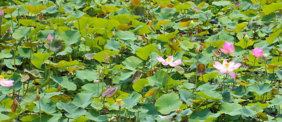 Pink lotus flower blooming in pond with green leaves. Lotus lake, beautiful nature background.