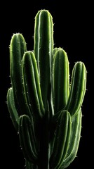 Dramatic Green Cactus Close-up on Black