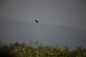 A small black winged stilt in mid flight against a blue sky and lush green background.