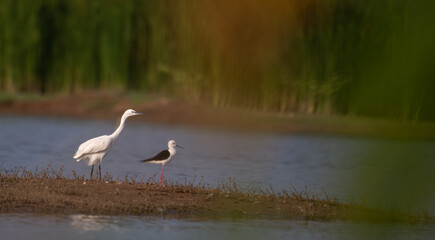 Two wading bird standing side by side on a muddy bank at the water edge. Left one is Little egret and another one is black winged stilt.