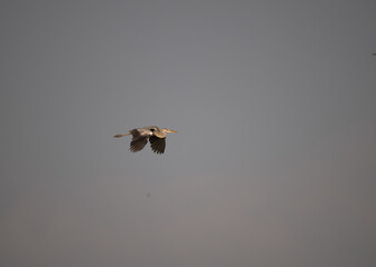 A Grey heron in full flight against a soft, overcast background.