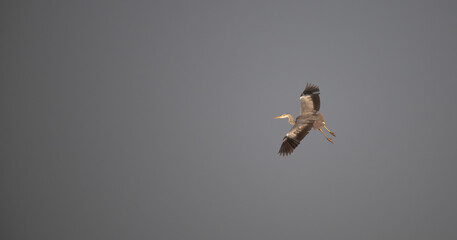 A Grey heron in full flight against a soft, overcast background.