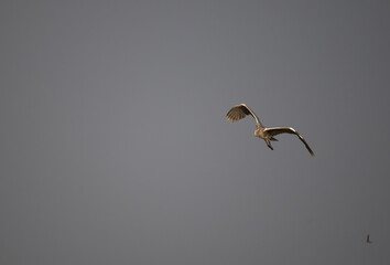 A Grey heron in full flight against a soft, overcast background.