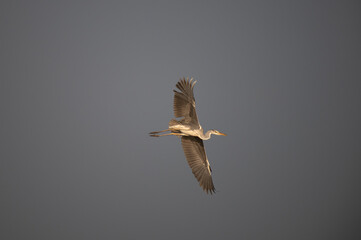 A Grey heron in full flight against a soft, overcast background.