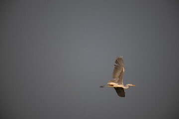 A Grey heron in full flight against a soft, overcast background.