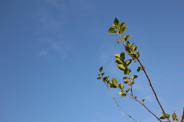 Blue sky day with thin white wispy clouds featuring a small branch of a tree with green and slightly yellowing leaves reaching up into the vast open atmosphere